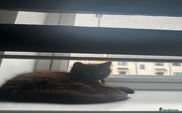 British Longhair cats for sale: 4 month old kitten for rehoming  - Image 4