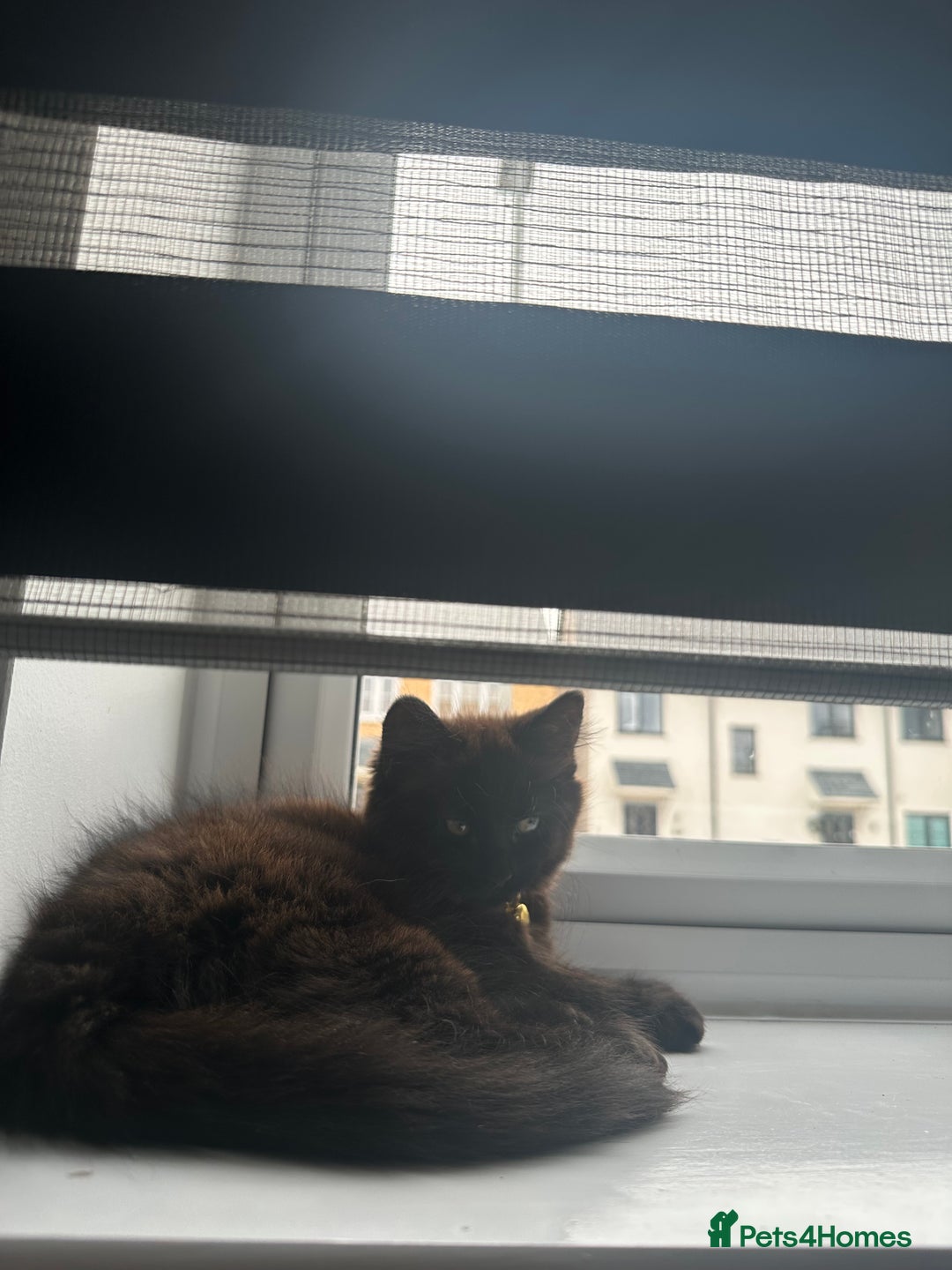 British Longhair cats for sale: 4 month old kitten for rehoming  - Image 4