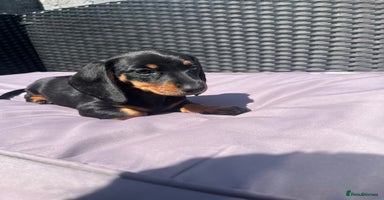 Miniature Dachshund dogs - Advert 10