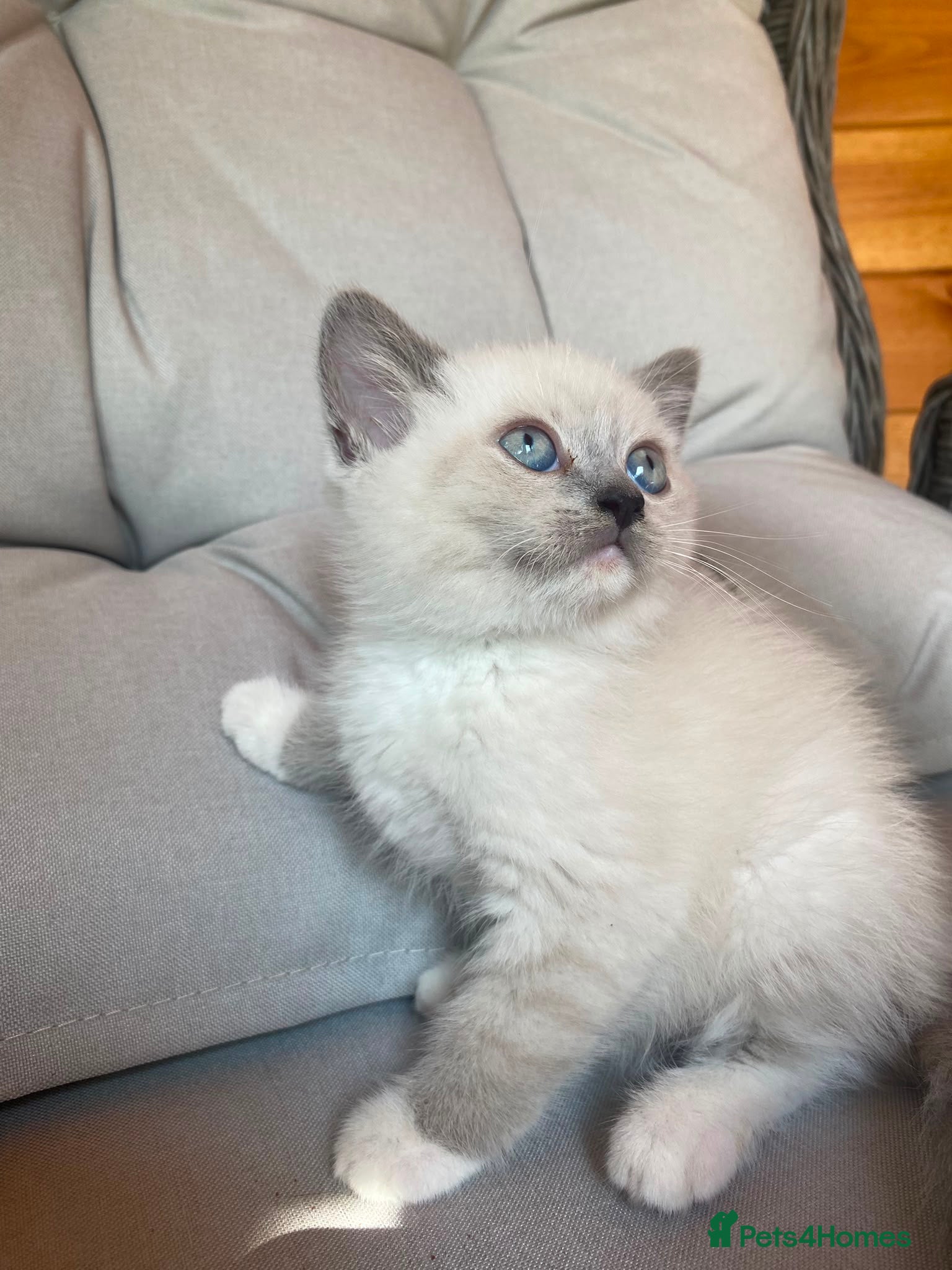 Mixed Breed cats Mixed pedigree kittens - Advert 2