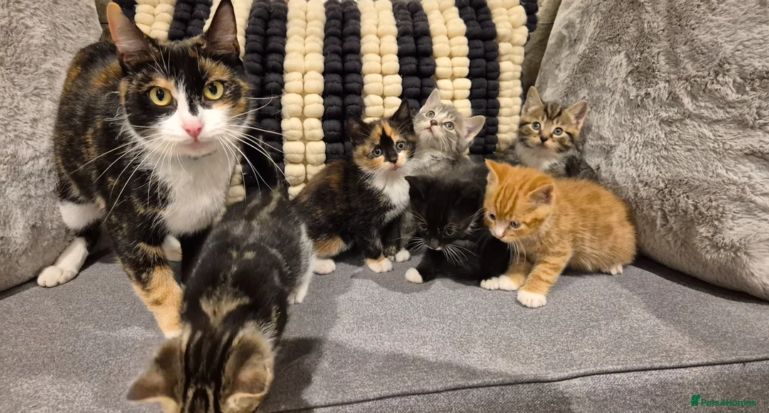 Mixed Breed cats for sale: 6 lovely kittens - Advert 27