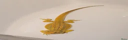 Bearded Dragon reptiles for sale: Citrus Blue Bar Male from import parents - Advert 3