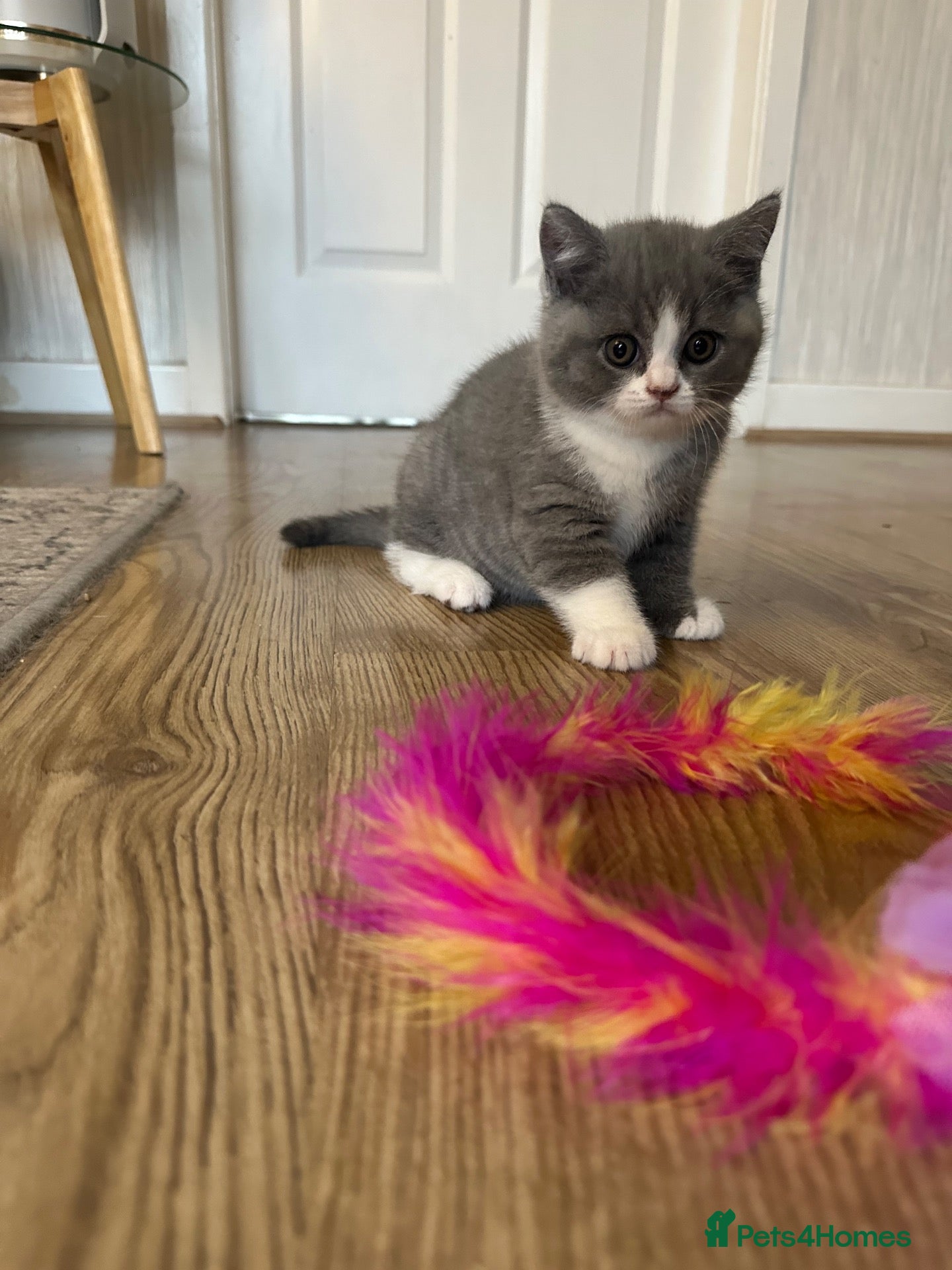 British Shorthair cats GCCF Registered Blue British Shorthair Kittens - Advert 2