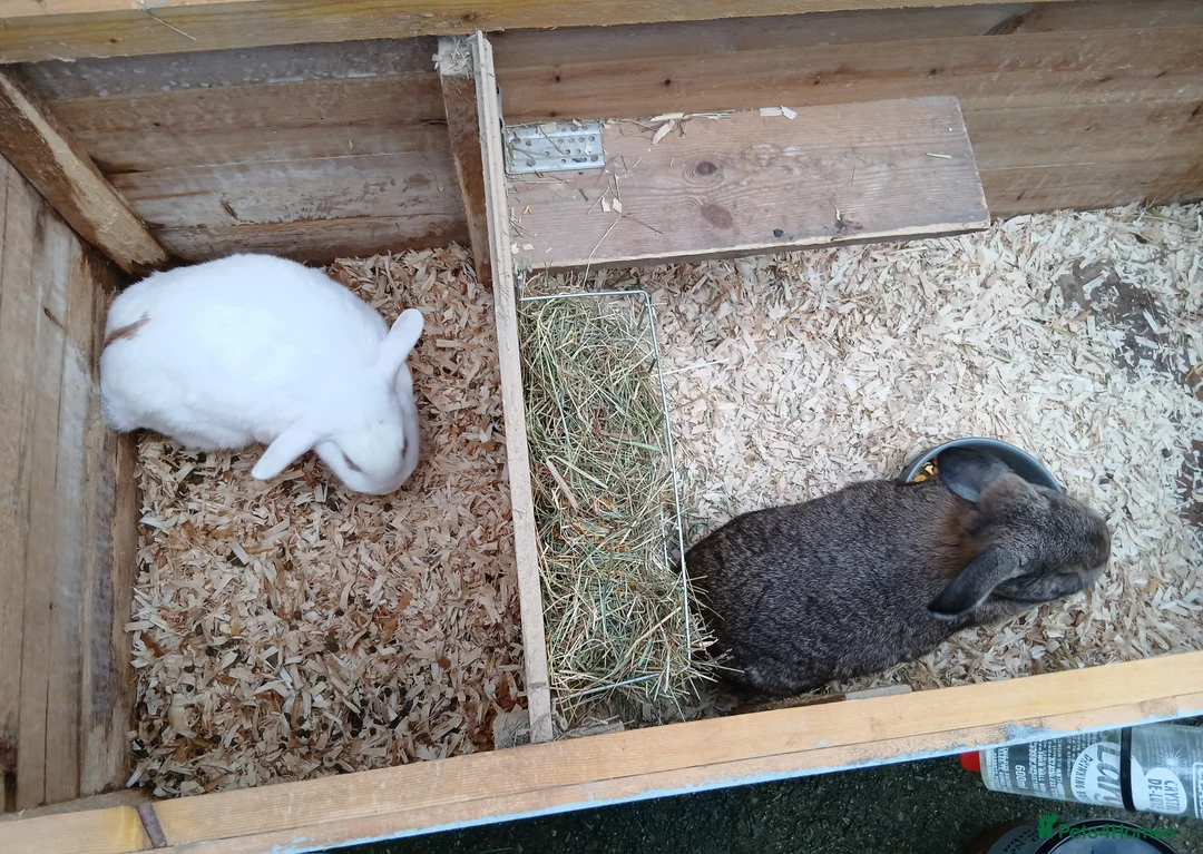 Mixed Breed rabbits for sale: 2 lop eared rabbits and cage - Advert 2