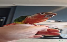 Conures birds for sale: Beautiful fully hand reared conure babys  - Image 11