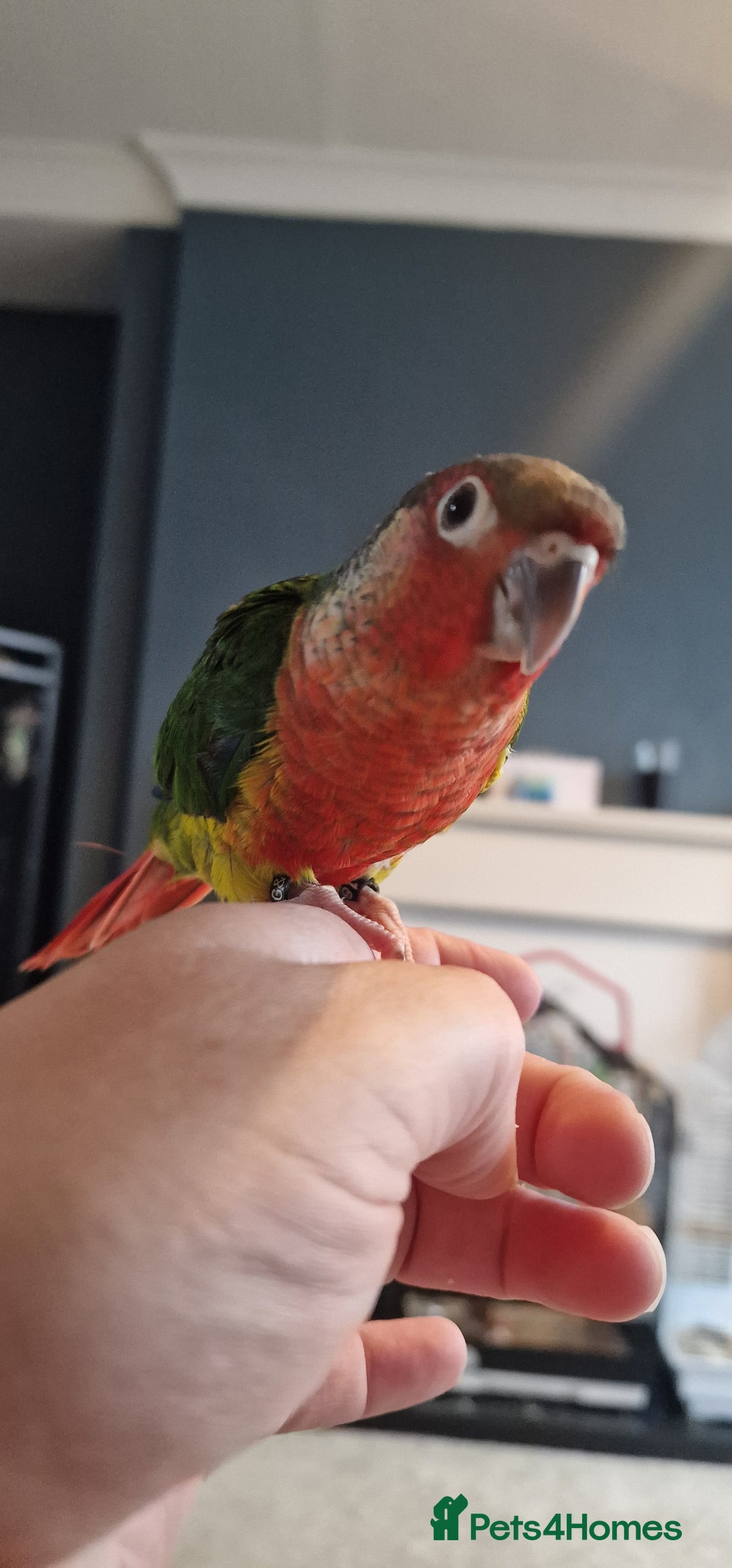 Conures birds for sale: Beautiful fully hand reared conure babys  - Image 11