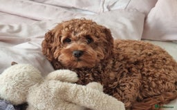 Cavapoo dogs for sale: Beautiful cavapoo looking for her forever home - Image 4