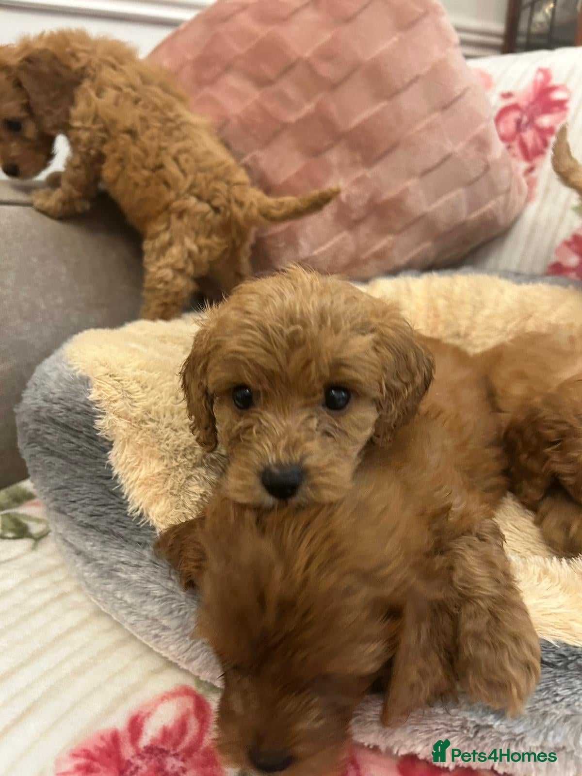 Cockapoo dogs for sale: Adorable cockapoo puppies - Advert 3