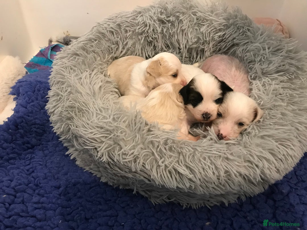 Chinese Crested dogs for sale: Chinese Crested puppies - Advert 20