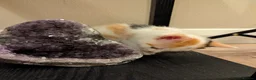 Mixed Breed cats for sale: Five Beautiful Female Kittens in Oxford - Advert 9