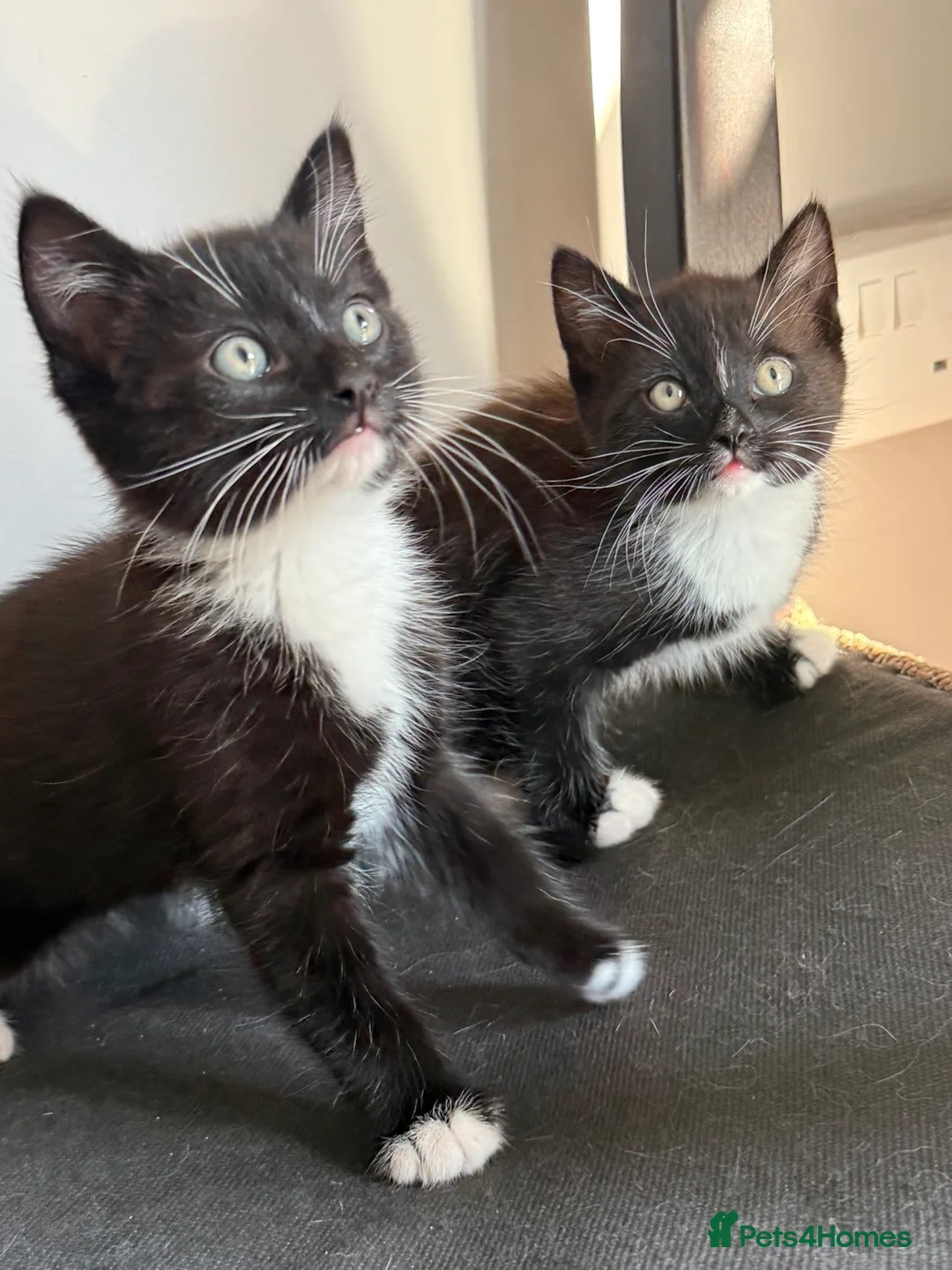 Mixed Breed cats for sale: Stunning playful kittens - Advert 4