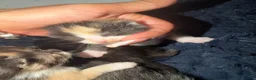 Mixed Breed cats for sale: FOR SALE: calico and black white kittens  - Advert 3