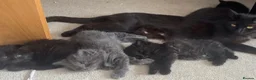 British Shorthair cats for sale: Beautiful BSH kittens - Advert 4