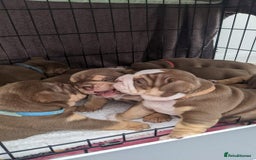 English Bulldog dogs for sale: Forever homes  - Image 6