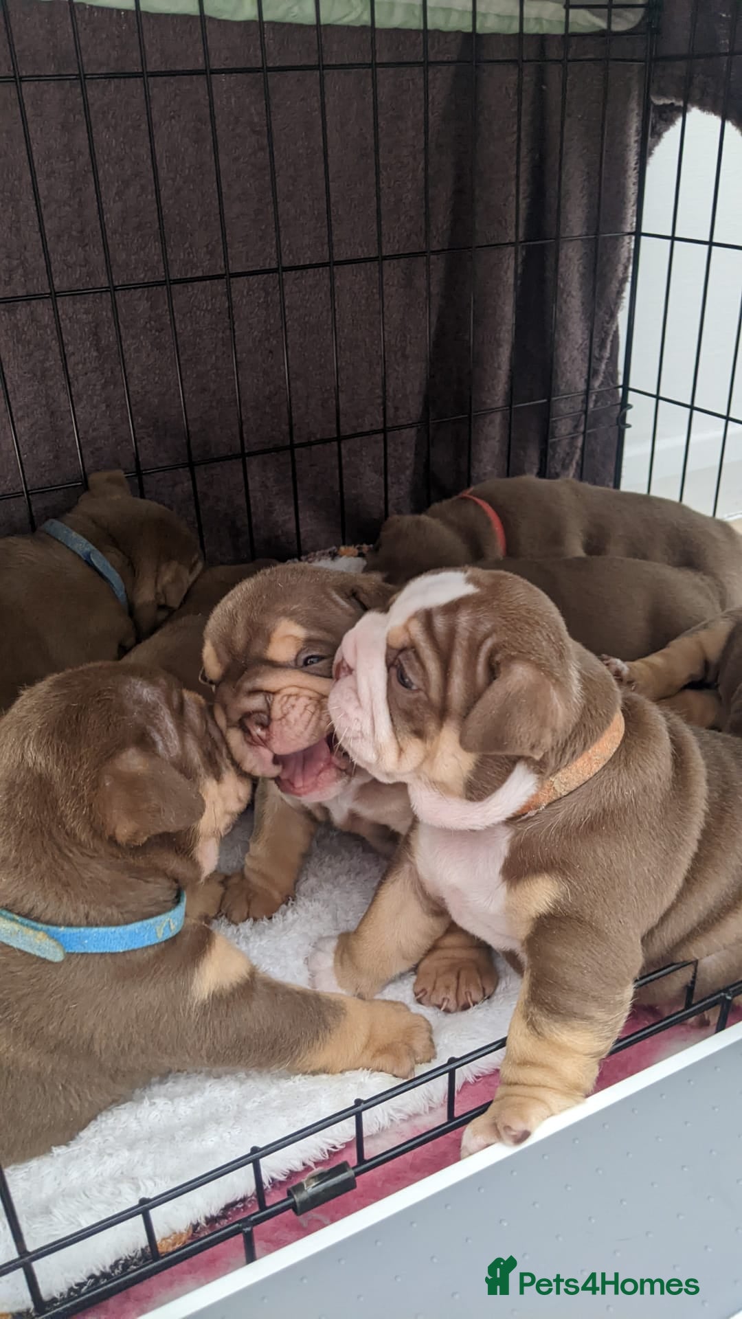 English Bulldog dogs for sale: Forever homes  - Image 6
