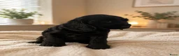 Cocker Spaniel dogs for sale: Adorable True Show Cocker Spaniel Puppies ♥️ - Advert 6