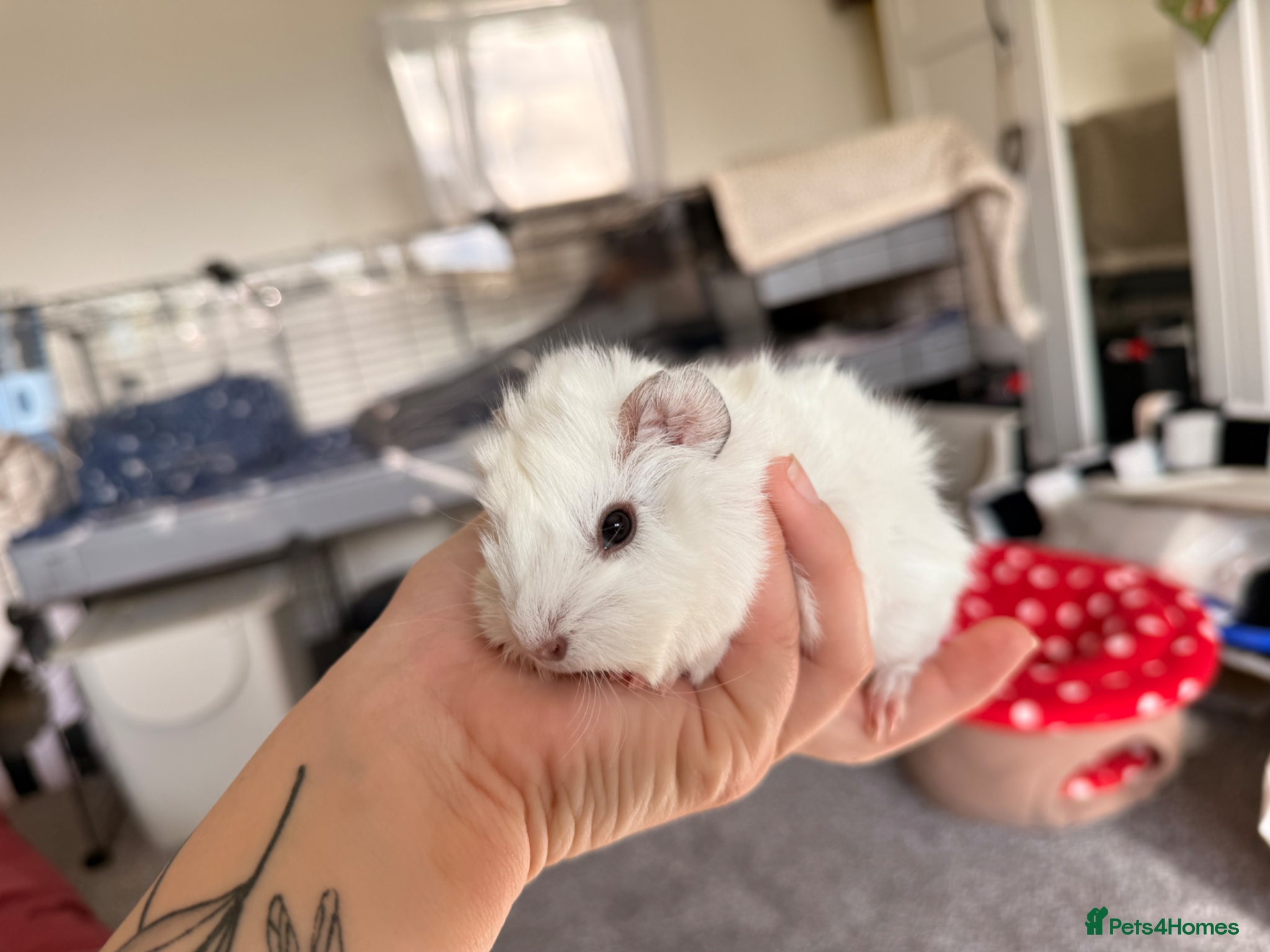 Guinea Pig rodents 2 female guinea pigs  - Advert 5