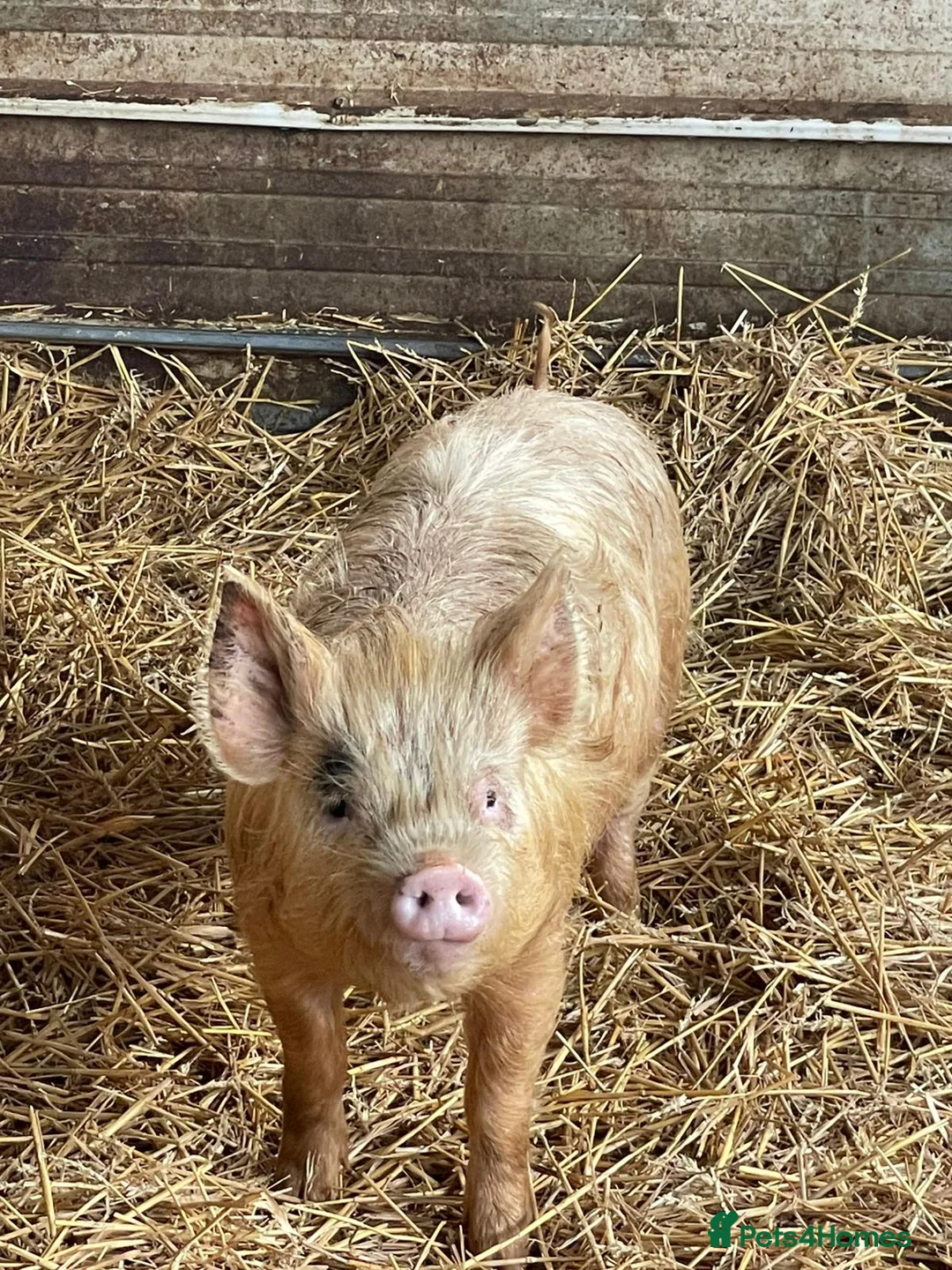 Pig livestock for sale: 3 Female Breeding Pigs - Middle White x Berskshire - Advert 1