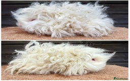 Guinea Pig rodents for sale: Various breeds - pairs/single - Image 4