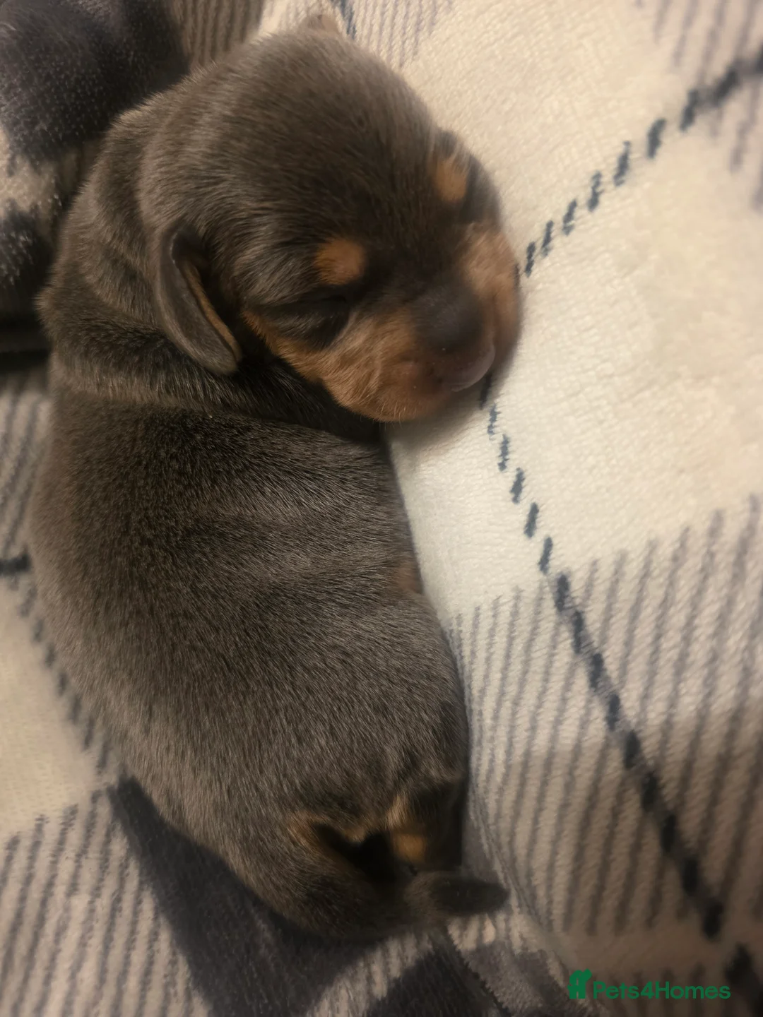 Miniature Dachshund dogs for sale: Gorgeous Litter Of Miniature Dachshunds  - Advert 10