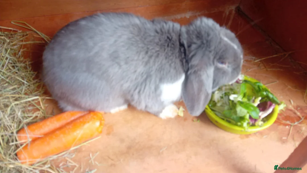 Mixed Breed rabbits for sale: Grey big rabbit  in Sittingbourne - Advert 1
