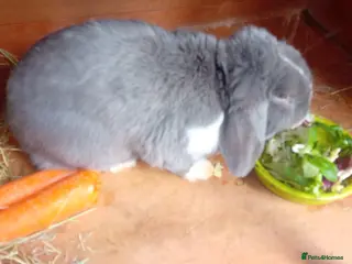 Mixed Breed rabbits Grey big rabbit - Advert 7