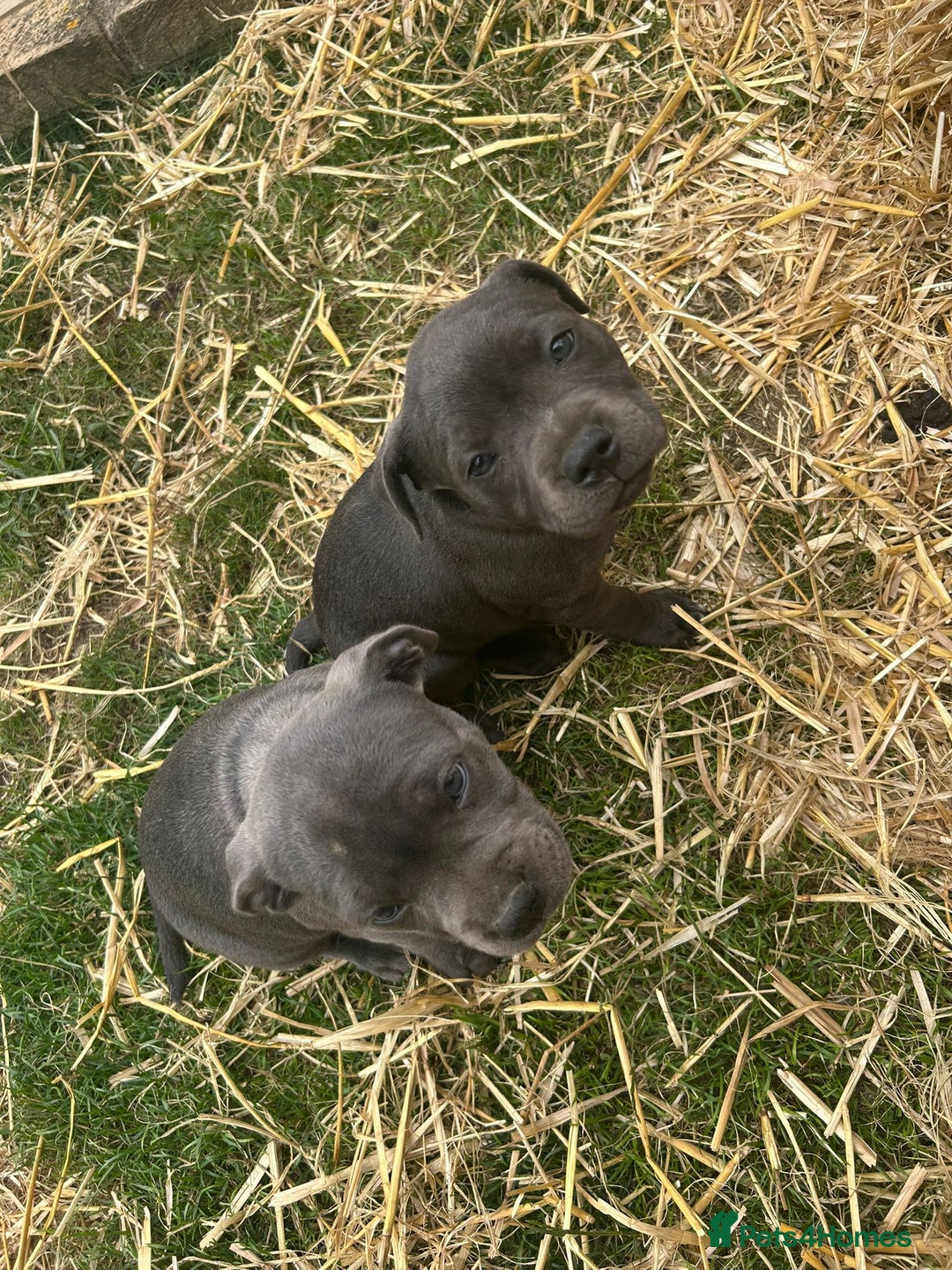 Staffordshire Bull Terrier dogs for sale: Chunky Staffy pups 💕 2 girls left, Ready to leave - Image 23