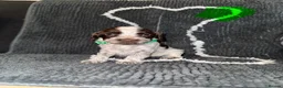 Cocker Spaniel dogs for sale: Cocker spaniel puppies  - Advert 2