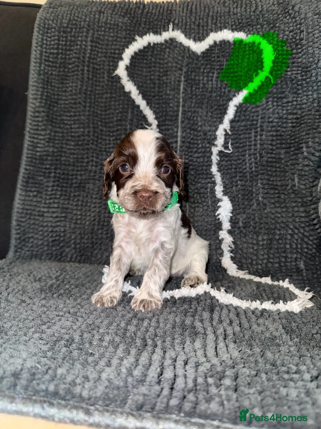 Cocker Spaniel dogs for sale: Cocker spaniel puppies  - Advert 2