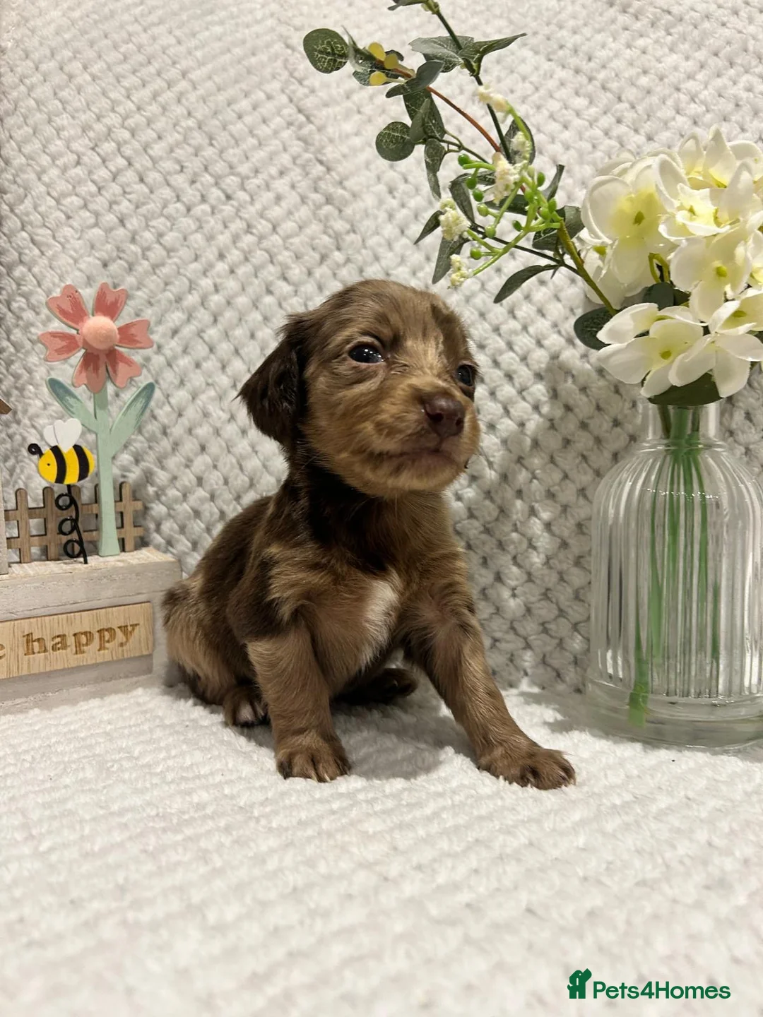 Mixed Breed dogs for sale: 9 STUNNING COCKER SPANIEL x DACHSHUND (DOCKER)PUPS - Advert 1