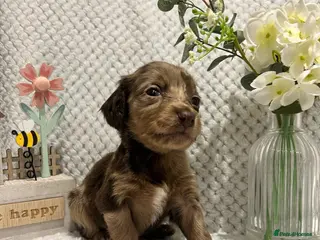 Mixed Breed dogs 9 STUNNING COCKER SPANIEL x DACHSHUND (DOCKER)PUPS - Advert 2