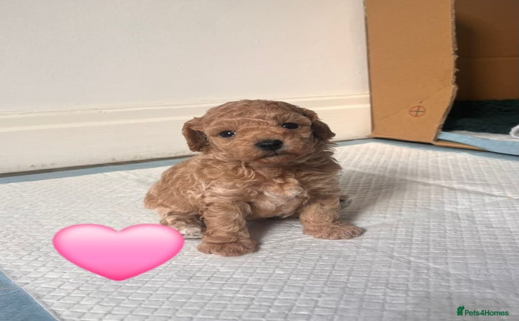 Cavapoo dogs - Advert 2