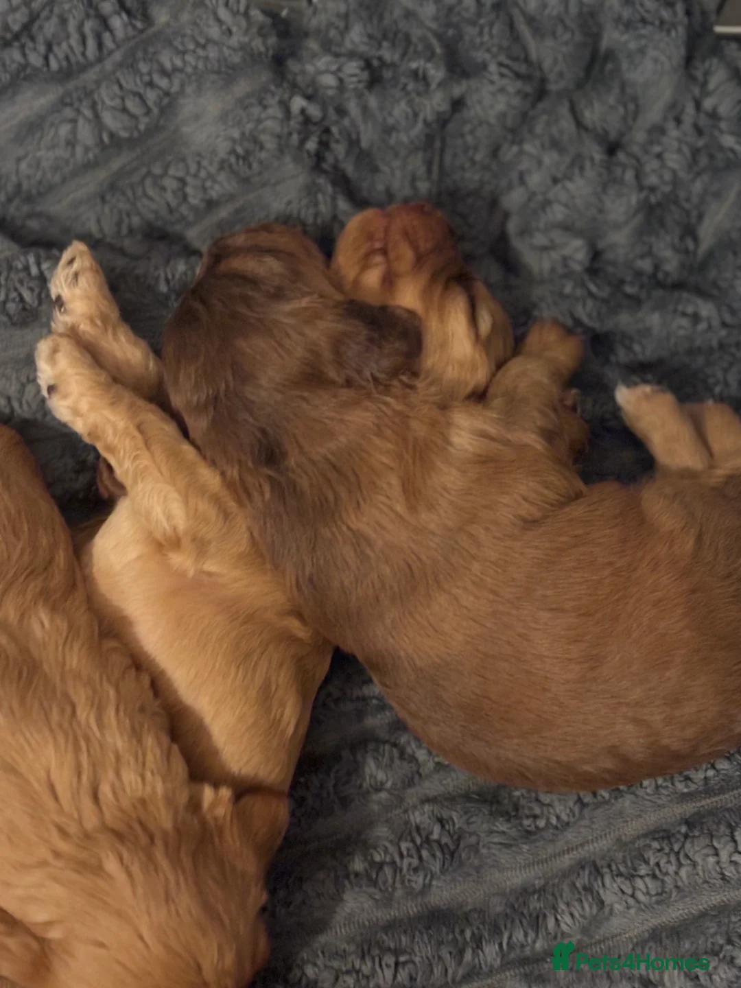 Cockapoo dogs for sale: 8 beautiful cockapoo puppies  - Advert 18