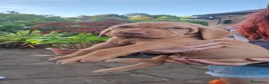 Hungarian Vizsla Puppy 10 (White Collar)