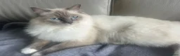 Ragdoll cats for sale: 3 x 1/2 Ragdoll Kittens  in Lancing - Advert 4