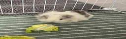 Guinea Pig rodents for sale: 3 female guinea pigs looking for a good home - Advert 3