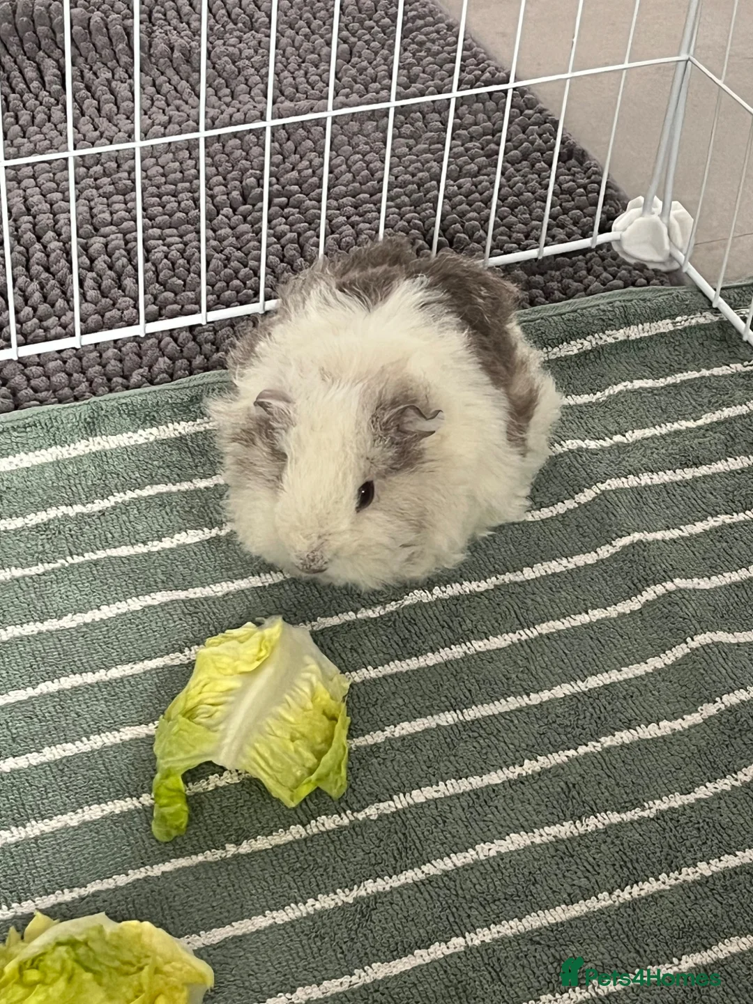 Guinea Pig rodents for sale: 3 female guinea pigs looking for a good home - Advert 3