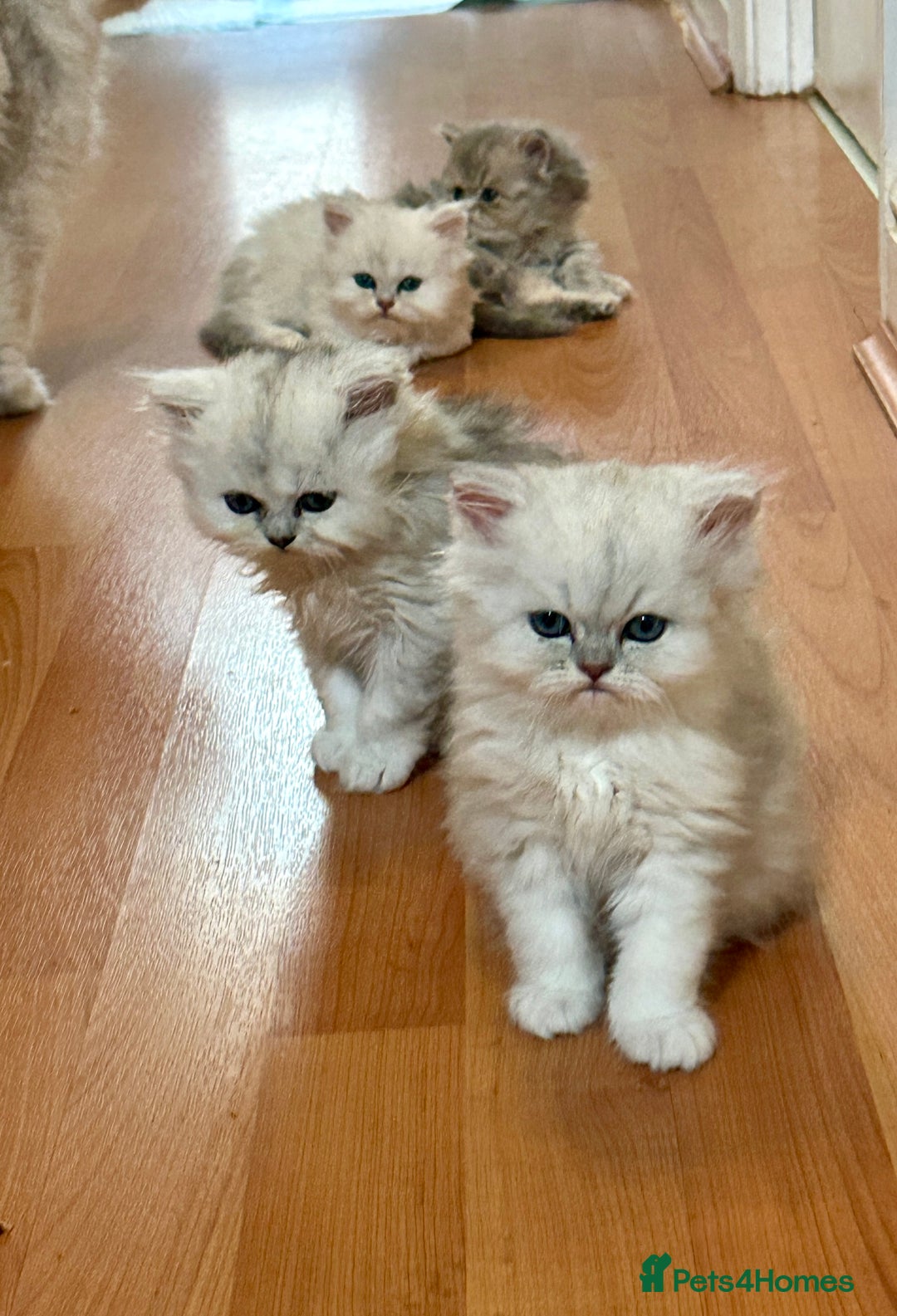 Persian cats for sale: Pure Persian chinchilla kittens  - Image 7