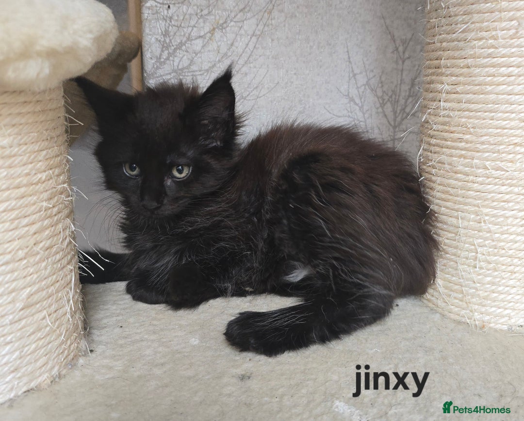 Maine Coon cats for sale: Maine Coon Kittens Polydactyl Russian line - Image 11