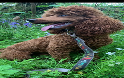 Cockapoo dogs for sale: Cockerpoo  in Carmarthen - Image 16