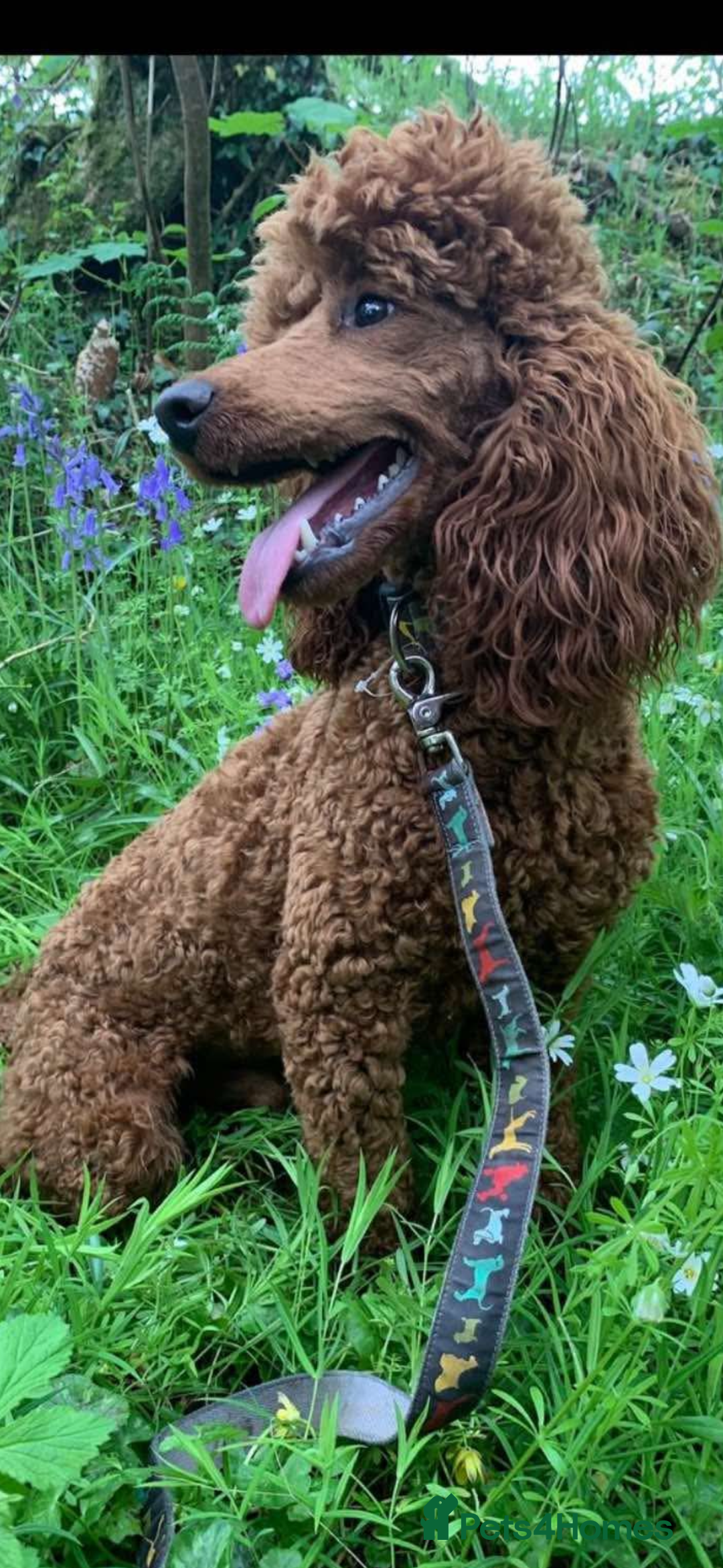 Cockapoo dogs for sale: Cockerpoo  in Carmarthen - Image 16