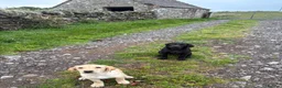 Labrador Retriever dogs for sale: ***Still available*** Labrador Bitch Puppy  - Advert 2