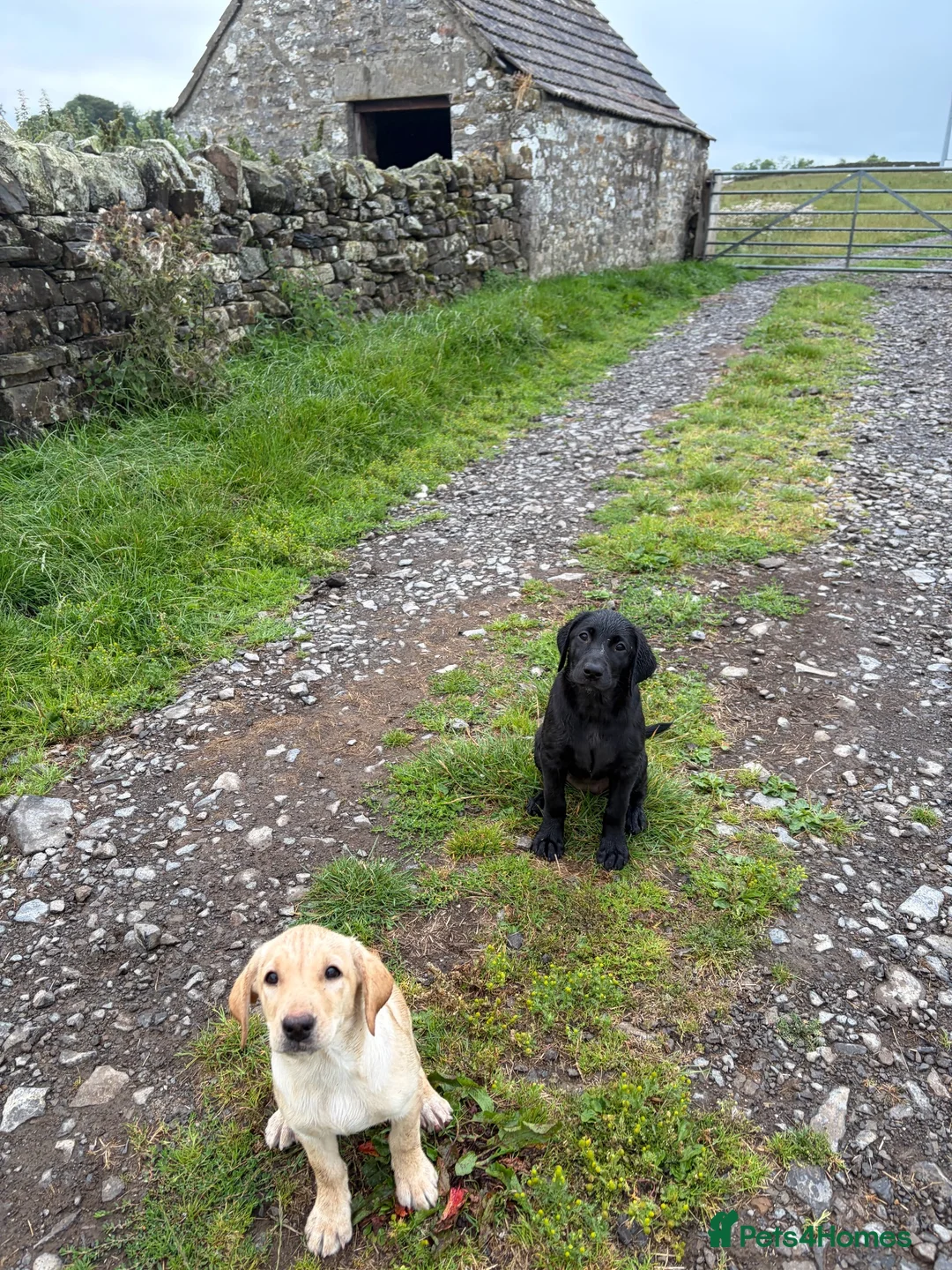 Labrador Retriever dogs for sale: ***Still available*** Labrador Bitch Puppy  - Advert 2