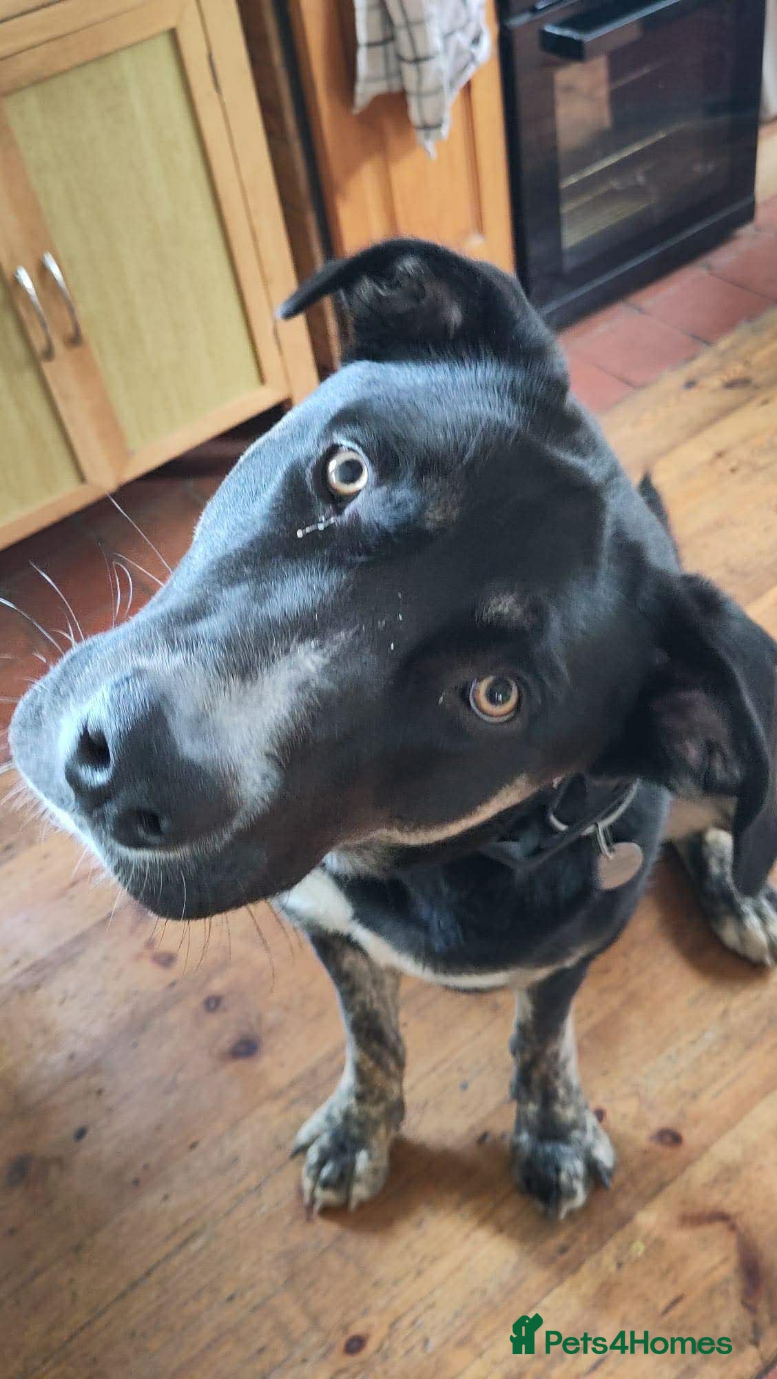 Mixed Breed dogs BUSTER- quiet home wanted for sensitive young boy - Advert 1