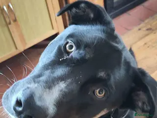 Mixed Breed dogs BUSTER- quiet home wanted for sensitive young boy - Advert 1