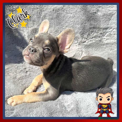 French Bulldog dogs - Advert 1