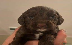 Cocker Spaniel dogs for sale: Gorgeous Health Tested Working Cocker Spaniels - Image 15