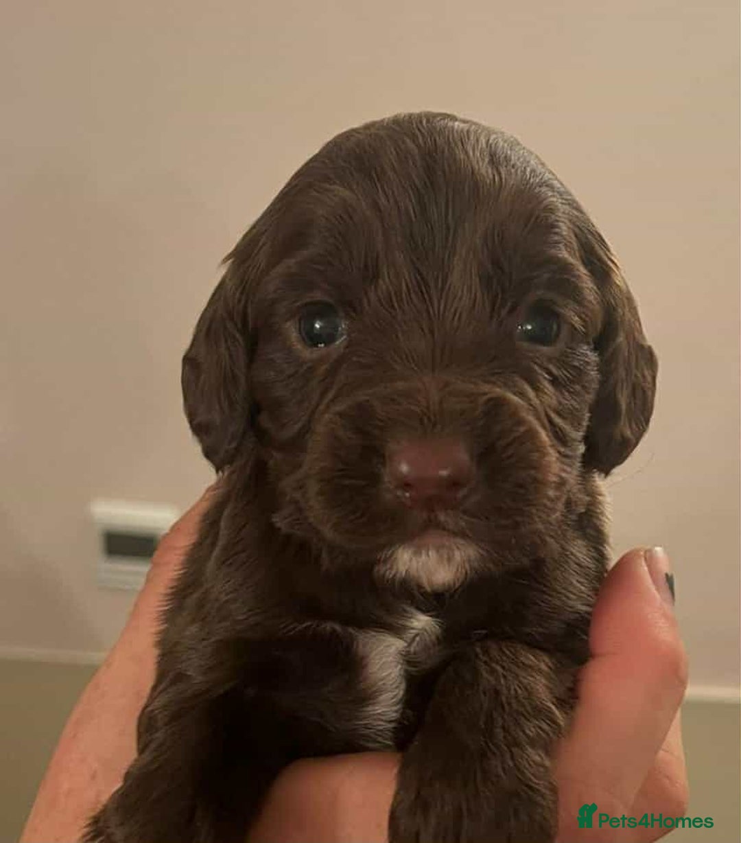 Cocker Spaniel dogs for sale: Gorgeous Health Tested Working Cocker Spaniels - Image 15