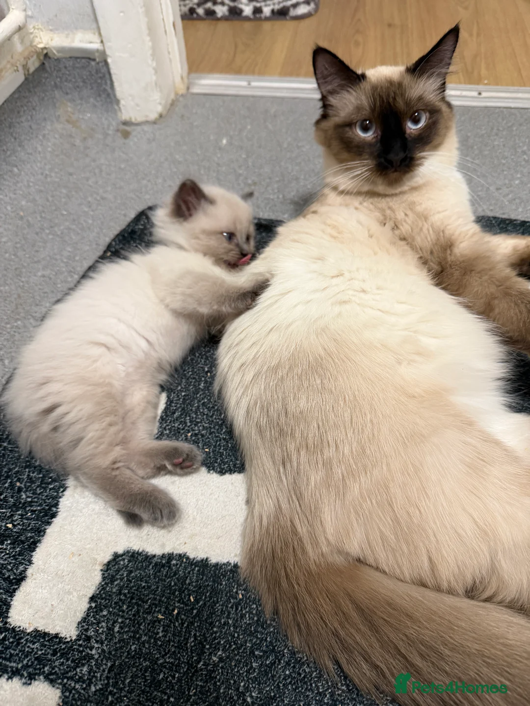 Ragdoll cats for sale: 5 beautiful ragdoll cross kittens available. - Advert 4