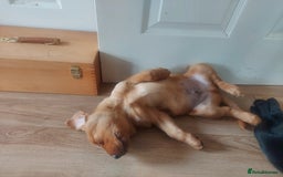 Labrador Retriever dogs for sale: Labrador puppies 1 red girl 1 black boy  - Image 5